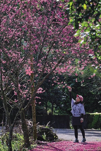 最先盛開的台灣山櫻，色澤嫣紅，襯上綠樹更顯嬌媚。